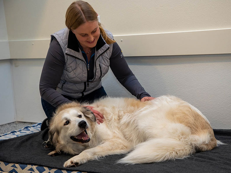 Animal Massage
