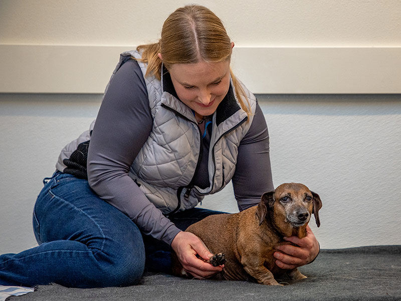 Animal Massage