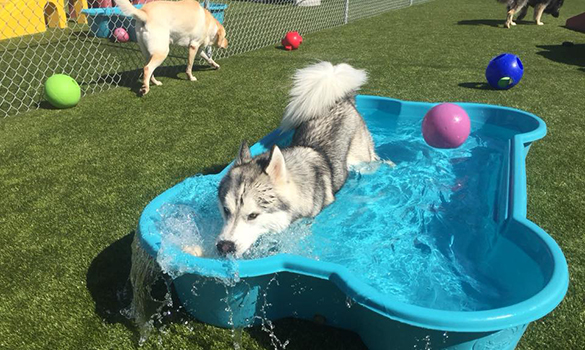 Kiddie Pool at Social Playtime