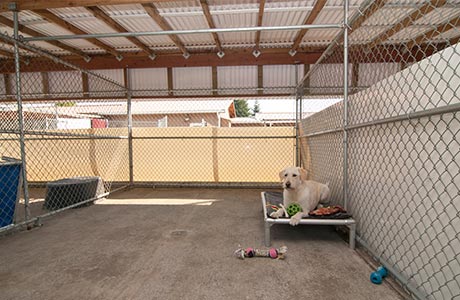 Back Bungalow Kennels